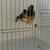 Lady Gouldian Finch Pair 3 thumbnail
