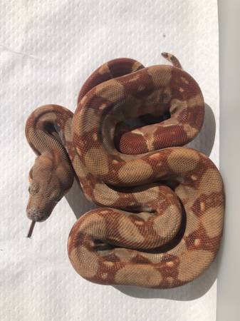 Platinum Sunglow Boa 1