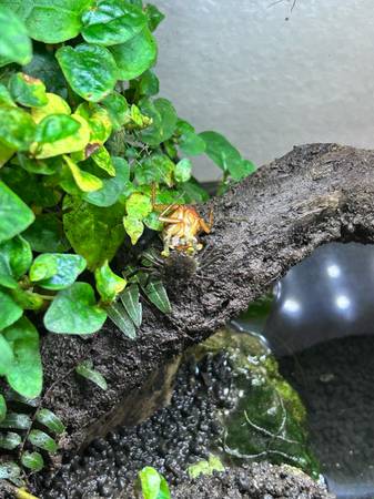 Purple haze  (Geosesarma bogorensis) vampire crab babies 1