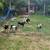 5 goats for sale 1 thumbnail