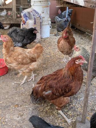 Laying young hens eggs Rhode Island cochins 1