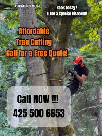 Professional Tree Removal – Safe, Reliable, Affordable 1