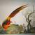 Pheasant ~ Bird of Paradise - Lithograph Print - Vintage 1 thumbnail