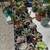 succulents/cactus 4 thumbnail