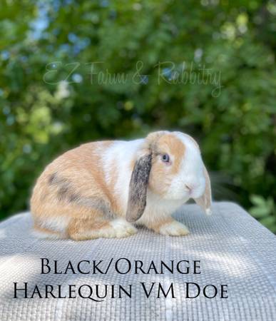 Holland Lops (Columbia IA)63671573004547120