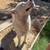 Rehoming 2 dogs 8 thumbnail