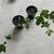 Passion Fruit Vine Plant Starter Nancy Garrison 5 thumbnail