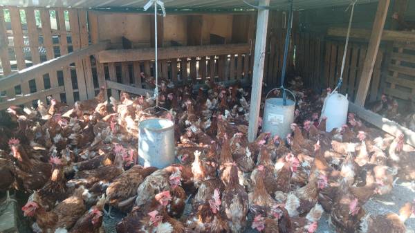Pollos en venta - $10 (Trussville)63469639925121123