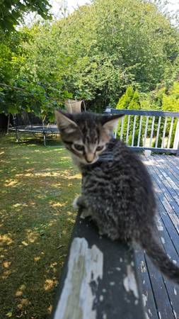 Precious girl535062300265687041