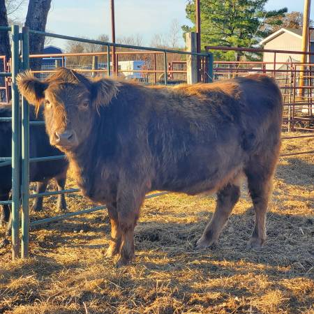 Solid Dun Highpark Heifer 1