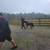 Downsizing 7 Little Mini Herd Mini Donkeys 🐎 Horses 14 thumbnail