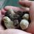 COTURNIX QUAIL CHICKS~Day old 1 thumbnail