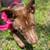 Dog foster to adopt 16 thumbnail