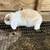 Holland Lops For Sale 1 thumbnail