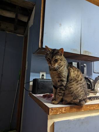 Gato llamado Chubby (Shoreline)63750292987649120