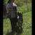Dog training 1 thumbnail