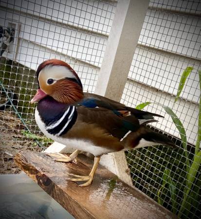 Mandarin trio63844233498883120