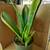 Snake Plant Gold Flame House Plant 1 thumbnail