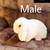 3 month old Holland lop baby bunnies 3 thumbnail
