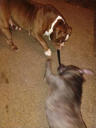 Beautiful female  red nose bully bulldog (Hollywood)63685533148801122