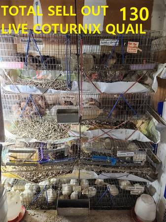 LIVE COTURNIX QUAIL - 130+ - TOTAL SELL OUT - PACKAGE DEAL 1