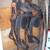 Horse Collars/Harnesses/Driving Bridles and Lines 7 thumbnail