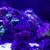 150 Gal Saltwater Reef Tank 3 thumbnail