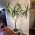 Decorative palm trees🌴DELIVERY🎅Dragon tree.Dracaena Marginata.Plants 13 thumbnail