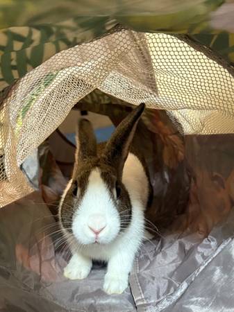 Mini Rex rabbit (Sanford NC)63980446142467120