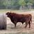 Registered highland bull 2 thumbnail
