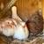 Chukars/Pigeons/birds/eggs/Manure/fertilizer 13 thumbnail