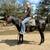 Several Saddles for sale at large tack store by Rolla MO 10 thumbnail