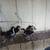 Peacocks/chick's 9 thumbnail