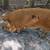 KuneKune pigs for sale 4 thumbnail