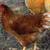 laying hens, chickens for sale 5 thumbnail