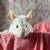 White chinchilla 2 thumbnail