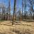 LAND CLEARING * FORESTRY MULCHING * PASTURE CLEARING 3 thumbnail