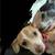 Male chihuahua 1 thumbnail
