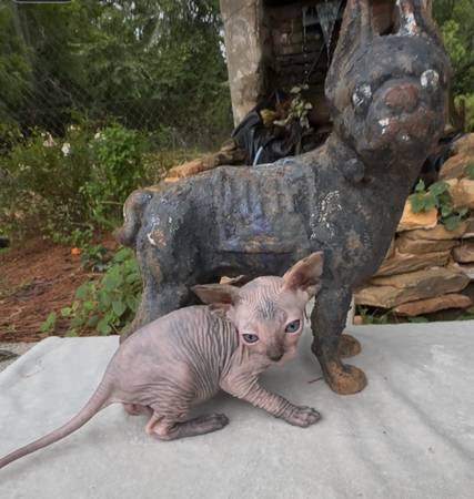 Sphynx Kittens (Ashland)63483241994371122