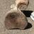 3 large vintage  statues, old...DOG, rabbit...and bunny pot holder 9 thumbnail