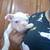 Boston terriers albino 2 thumbnail