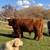 Grass-Fed Red Highland Steer – Ready for Freezer Camp 2 thumbnail