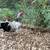 2 roosters 4 thumbnail