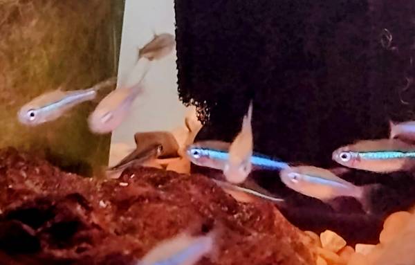 neon tetra 1
