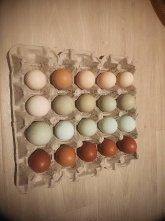 Eggs from Organic-fed free-range hens/ducks raised in our Vineyard 1