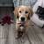 Male Golden Retriever Puppy 8 thumbnail