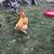 Chickens 5 thumbnail