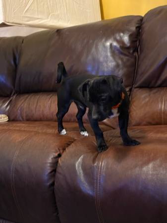 Chihuahua (Flowery Branch)63739435168385120