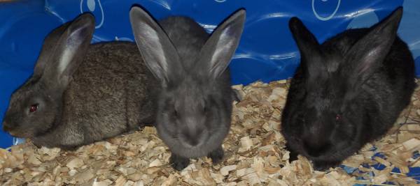 Continental/Flemish giant rabbits 1