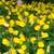 PERENNIALS - Fall Planting 16 thumbnail